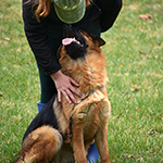red and black german shepherd puppies for sale near me